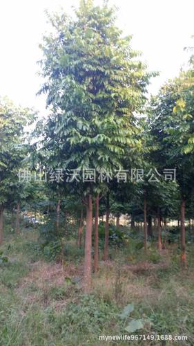 供应12公分优质产品园林绿化苗木人面子移栽苗绿化行道树仁面子
